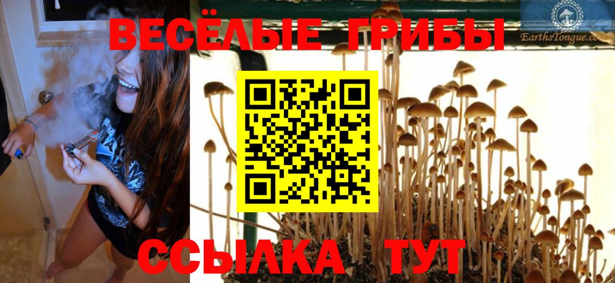 Саяногорск  Псилоцибиновые грибы Psilocybine cubensis  Вход с VPN 